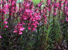 Lobelka 'Fanship Deep Rose' - Lobelia speciosa 'Fanship Deep Rose'
