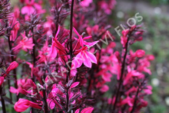 Lobelka 'Fanship Deep Rose' - Lobelia speciosa 'Fanship Deep Rose'