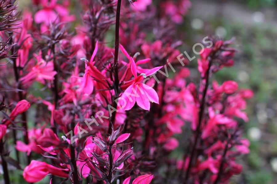 Lobelka 'Fanship Deep Rose' - Lobelia speciosa 'Fanship Deep Rose'