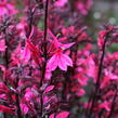Lobelka 'Fanship Deep Rose' - Lobelia speciosa 'Fanship Deep Rose'