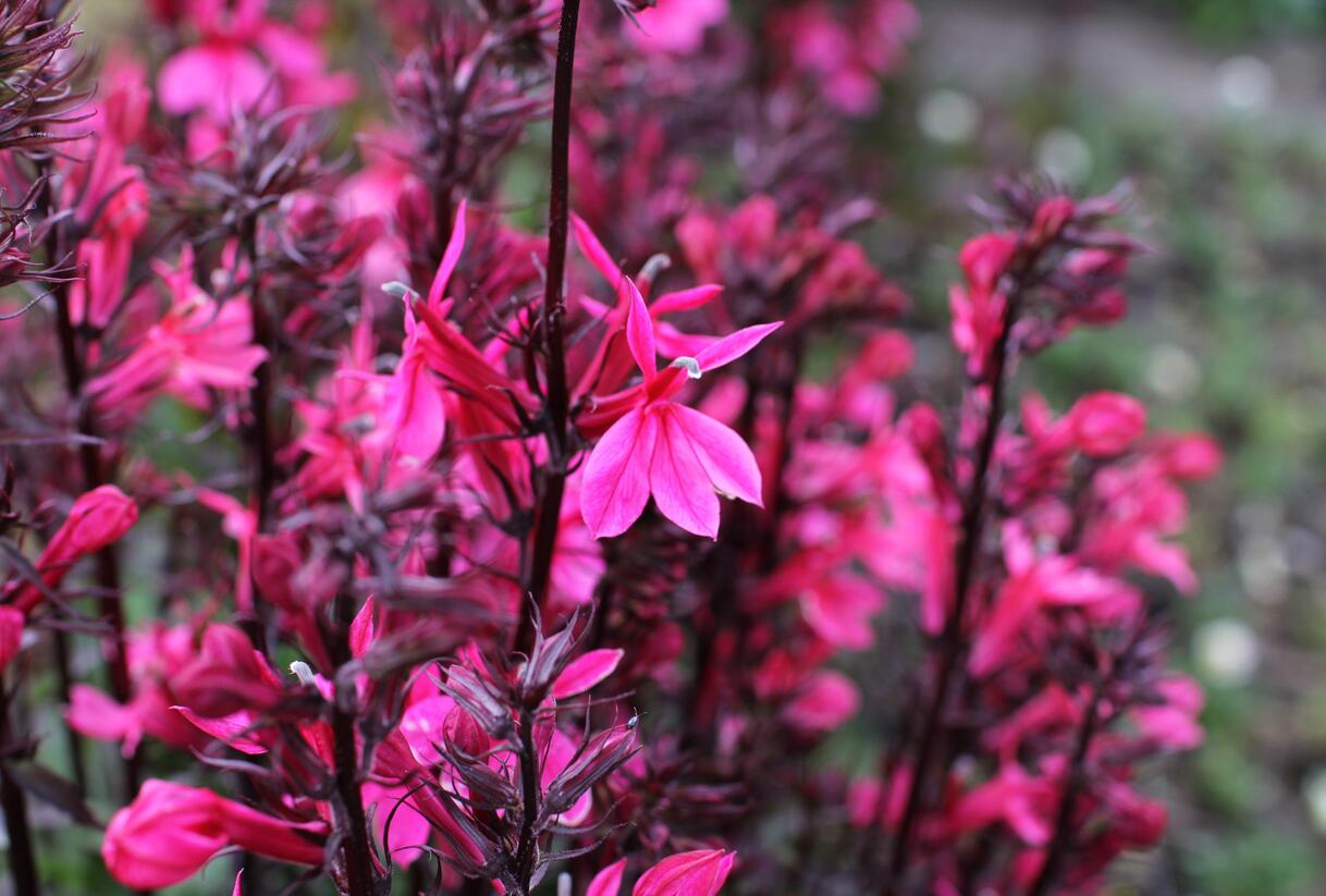 Lobelka 'Fanship Deep Rose' - Lobelia speciosa 'Fanship Deep Rose'