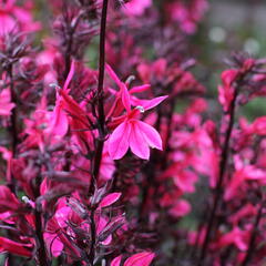 Lobelka 'Fanship Deep Rose' - Lobelia speciosa 'Fanship Deep Rose'