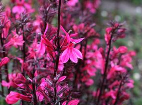 Lobelka 'Fanship Deep Rose' - Lobelia speciosa 'Fanship Deep Rose'
