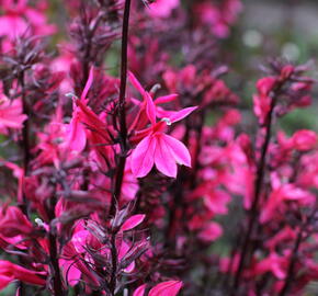 Lobelka 'Fanship Deep Rose' - Lobelia speciosa 'Fanship Deep Rose'