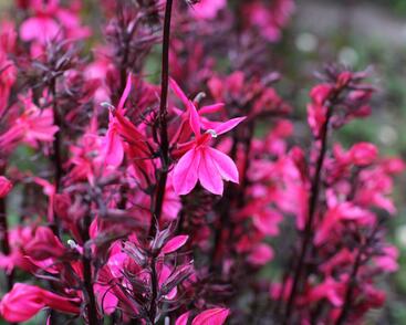 Lobelka 'Fanship Deep Rose'