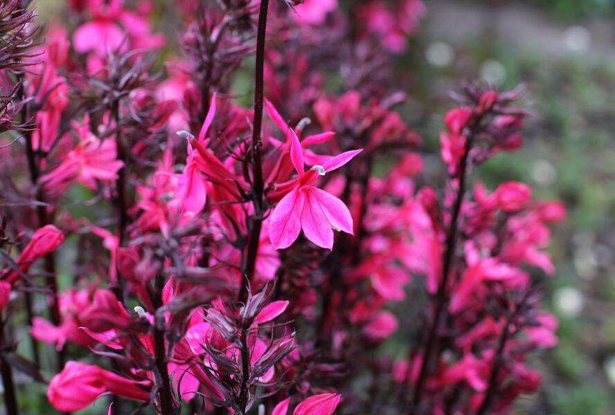 Lobelka 'Fanship Deep Rose' - Lobelia speciosa 'Fanship Deep Rose'
