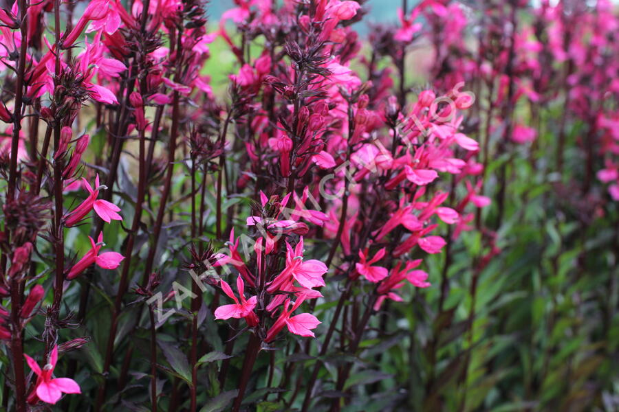 Lobelka 'Fanship Deep Rose' - Lobelia speciosa 'Fanship Deep Rose'