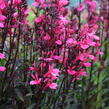 Lobelka 'Fanship Deep Rose' - Lobelia speciosa 'Fanship Deep Rose'