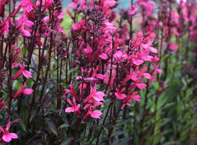 Lobelka 'Fanship Deep Rose' - Lobelia speciosa 'Fanship Deep Rose'