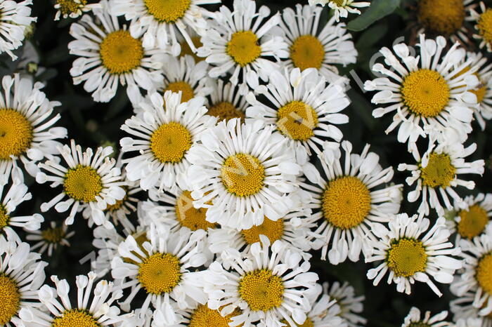 Kopretina velkokvětá 'Sweet Daisy Sofie' - Leucanthemum x superbum 'Sweet Daisy Sofie'