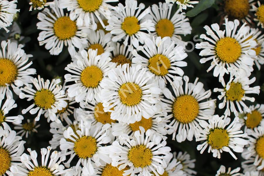 Kopretina velkokvětá 'Sweet Daisy Sofie' - Leucanthemum x superbum 'Sweet Daisy Sofie'
