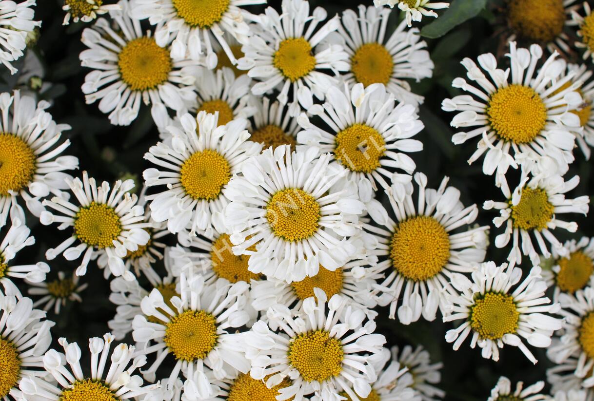 Kopretina velkokvětá 'Sweet Daisy Sofie' - Leucanthemum x superbum 'Sweet Daisy Sofie'