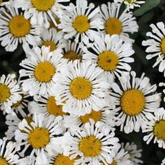 Kopretina velkokvětá 'Sweet Daisy Sofie' - Leucanthemum x superbum 'Sweet Daisy Sofie'