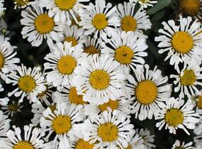 Kopretina velkokvětá 'Sweet Daisy Sofie' - Leucanthemum x superbum 'Sweet Daisy Sofie'