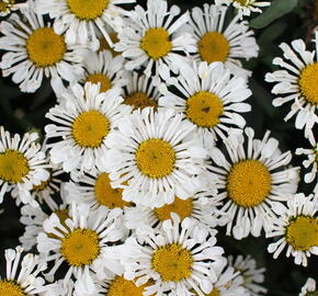 Kopretina velkokvětá 'Sweet Daisy Sofie' - Leucanthemum x superbum 'Sweet Daisy Sofie'