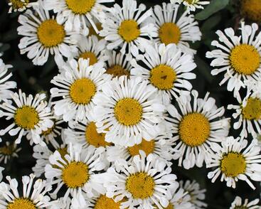 Kopretina velkokvětá 'Sweet Daisy Sofie'