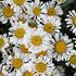 Leucanthemum x superbum 'Sweet Daisy Sofie'.JPG