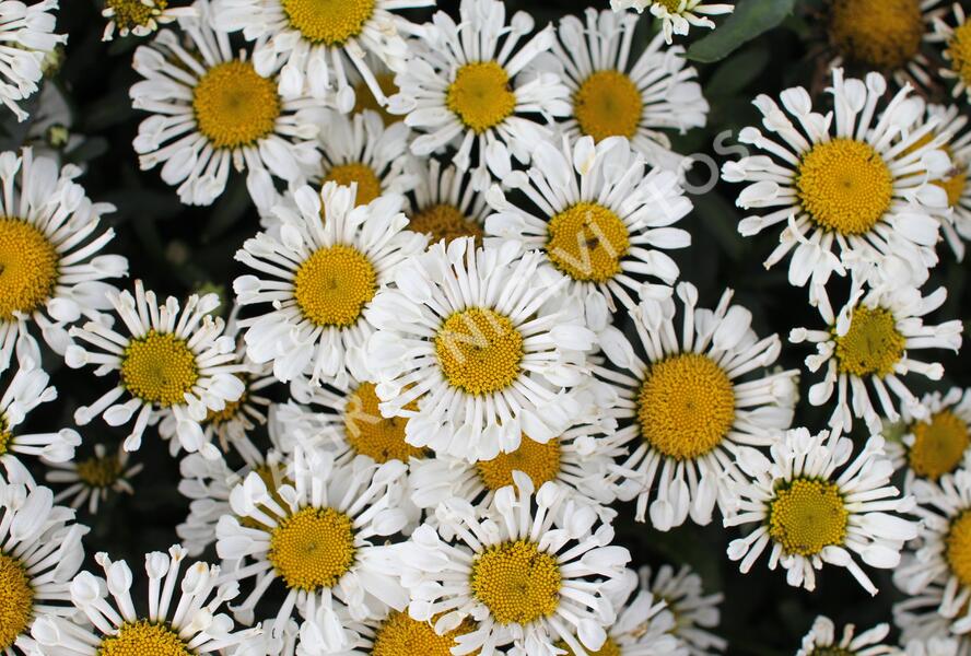 Kopretina velkokvětá 'Sweet Daisy Sofie' - Leucanthemum x superbum 'Sweet Daisy Sofie'