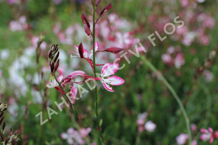 Svíčkovec 'Freefolk Rosy' - Gaura lindheimeri 'Freefolk Rosy'