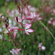 Svíčkovec 'Freefolk Rosy' - Gaura lindheimeri 'Freefolk Rosy'