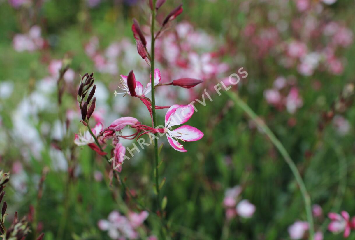 Svíčkovec 'Freefolk Rosy' - Gaura lindheimeri 'Freefolk Rosy'