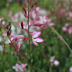 Svíčkovec 'Freefolk Rosy' - Gaura lindheimeri 'Freefolk Rosy'