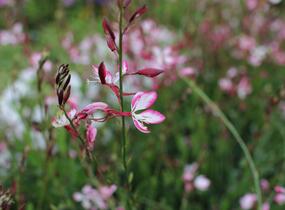 Svíčkovec 'Freefolk Rosy' - Gaura lindheimeri 'Freefolk Rosy'
