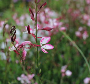 Svíčkovec 'Freefolk Rosy' - Gaura lindheimeri 'Freefolk Rosy'