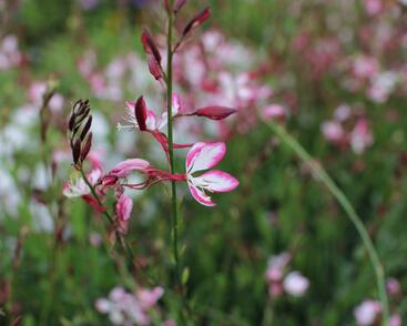 Svíčkovec 'Freefolk Rosy'
