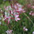 Gaura lindheimeri 'Freefolk Rosy'.JPG