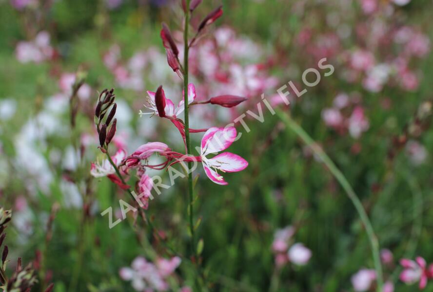 Svíčkovec 'Freefolk Rosy' - Gaura lindheimeri 'Freefolk Rosy'