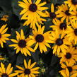 Třapatka zářivá 'Little Goldstar' - Rudbeckia fulgida 'Little Goldstar'