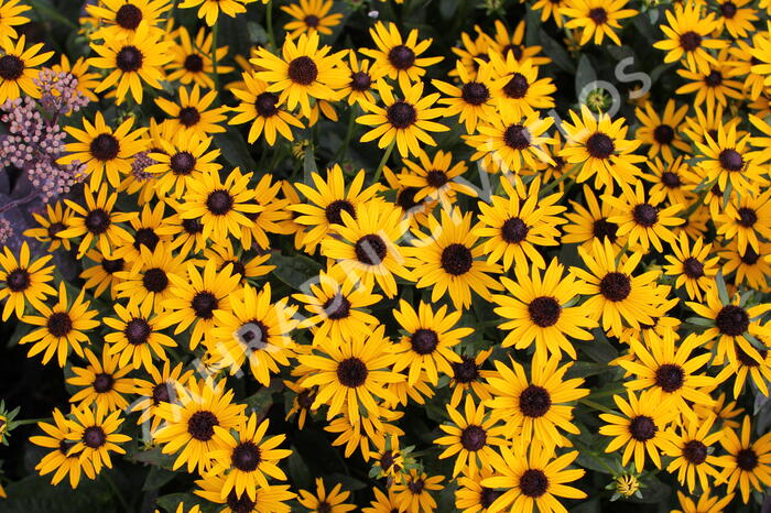 Třapatka zářivá 'Little Goldstar' - Rudbeckia fulgida 'Little Goldstar'
