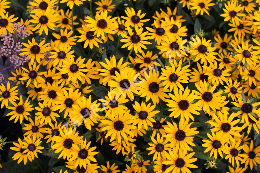 Třapatka zářivá 'Little Goldstar' - Rudbeckia fulgida 'Little Goldstar'