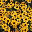 Třapatka zářivá 'Little Goldstar' - Rudbeckia fulgida 'Little Goldstar'