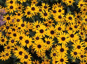Třapatka zářivá 'Little Goldstar' - Rudbeckia fulgida 'Little Goldstar'