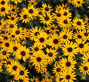 Třapatka zářivá 'Little Goldstar' - Rudbeckia fulgida 'Little Goldstar'