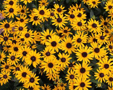 Třapatka zářivá 'Little Goldstar'