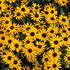 Rudbeckia fulgida 'Little Goldstar'.JPG