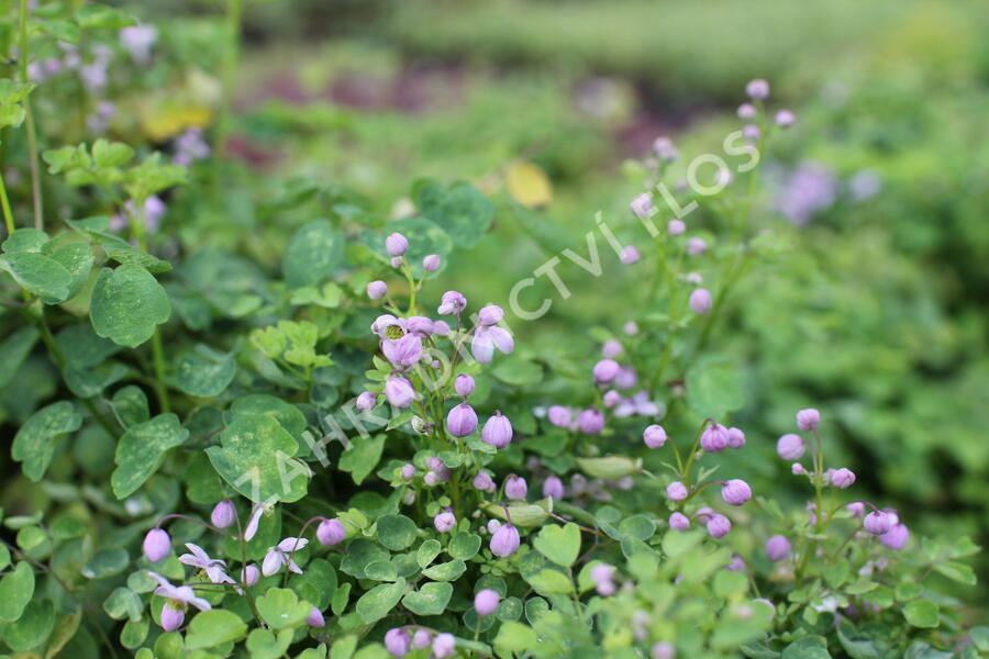 Žluťucha Delavayova 'Splendide' - Thalictrum delavayi 'Splendide'