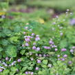 Žluťucha Delavayova 'Splendide' - Thalictrum delavayi 'Splendide'