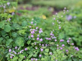 Žluťucha Delavayova 'Splendide' - Thalictrum delavayi 'Splendide'
