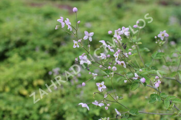 Žluťucha Delavayova 'Splendide' - Thalictrum delavayi 'Splendide'