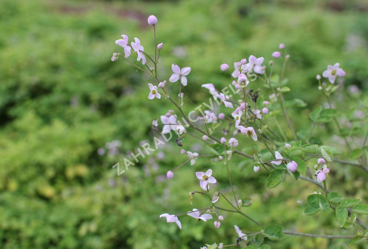 Žluťucha Delavayova 'Splendide' - Thalictrum delavayi 'Splendide'