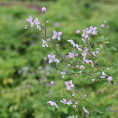 Žluťucha Delavayova 'Splendide' - Thalictrum delavayi 'Splendide'