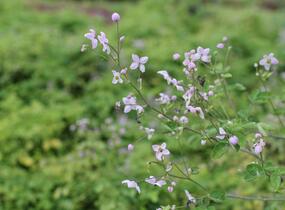 Žluťucha Delavayova 'Splendide' - Thalictrum delavayi 'Splendide'