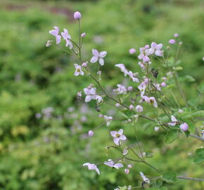 Žluťucha Delavayova 'Splendide' - Thalictrum delavayi 'Splendide'