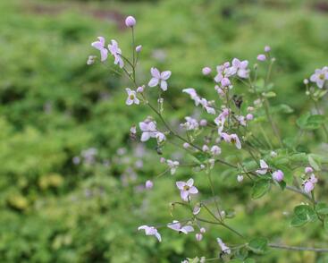 Žluťucha Delavayova 'Splendide'