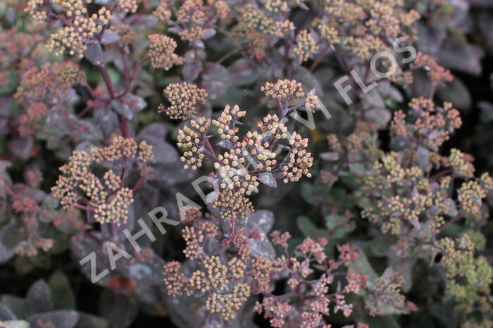 Rozchodník nachový 'Xenox Rainbow' - Sedum telephium 'Xenox Rainbow'
