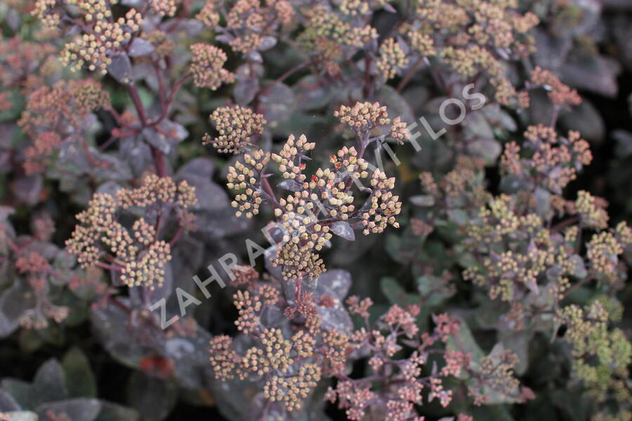 Rozchodník nachový 'Xenox Rainbow' - Sedum telephium 'Xenox Rainbow'